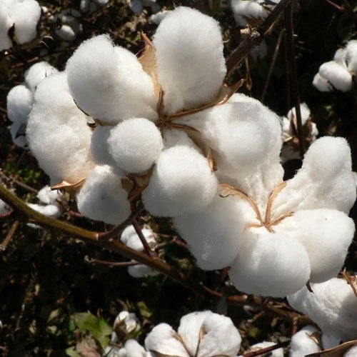 Raw Cotton & Cotton Waste