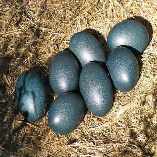 Emu Eggs