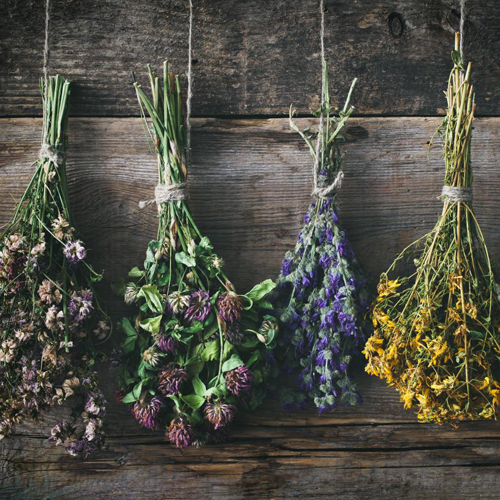 Plant, Flowers & Dried Flowers