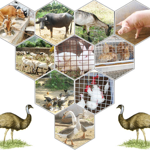 Animal Husbandry