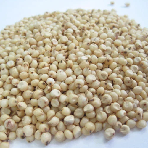 Common Sorghum Seeds