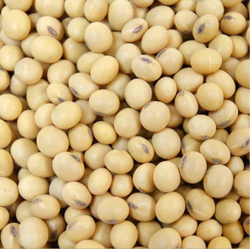 Common Soyabean Seeds