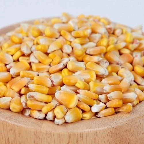 Common Fresh Corn Seeds