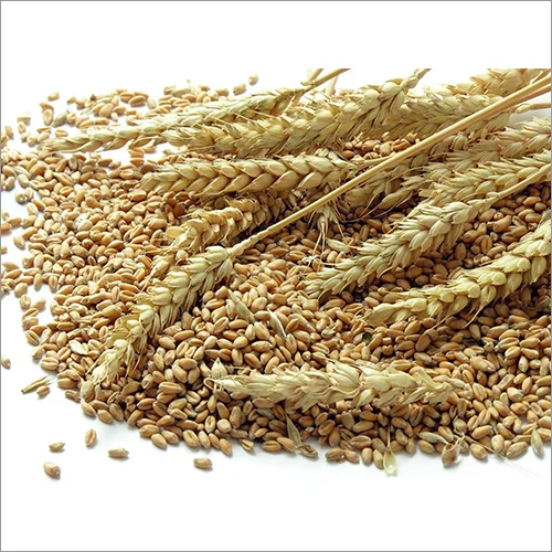 Natural Wheat Grains